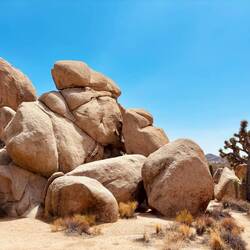 „Joshua-Tree-Nationalpark“