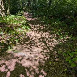 Shadows on trail