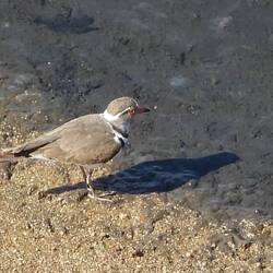 Three-banded Plover
