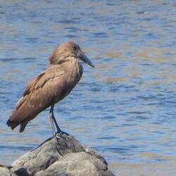 Hamerkop