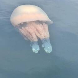 Jellyfish in the Harbour at Ardrossan
