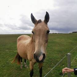 Hallo