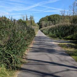 Schilf, Radweg, Schilf