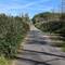 Schilf, Radweg, Schilf