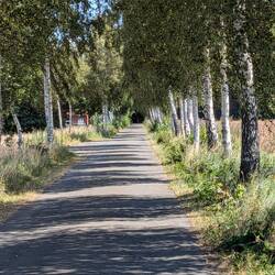 Birken, Radweg, Birken
