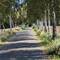 Birken, Radweg, Birken