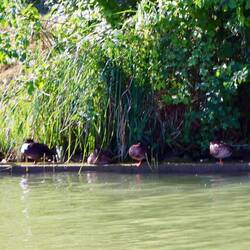 Jeder hat seinen Platz. Bis gleich unsere Heckwelle alle verscheucht.