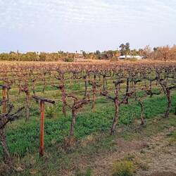 Upington ist Weinanbaugebiet