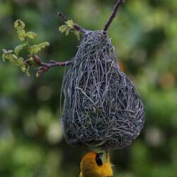 Webervögel nisteten in einem Baum direkt vor dem Hotel