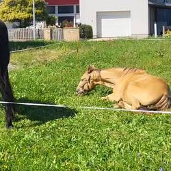 Champus nutzt die frühe Pause für einen Snack im Liegen