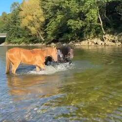Planschen mit den Pferden