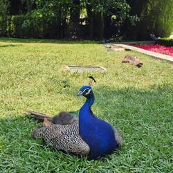 Pfau im Cecilio Rodríguez Garten