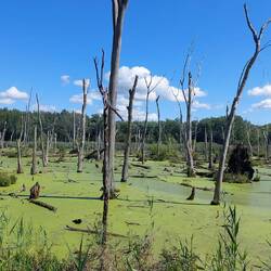 Feuchtgebiet - wunderschön anzusehen