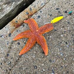 Hmmm schaut nicht nach Makrele aus 🎣