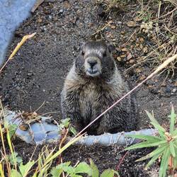 Auch das Murmeltier am Straßenrand kennt keine Furcht