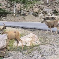 Zwei Hirsche ohne jede Furcht mitten auf dem Weg in Richtung Pass