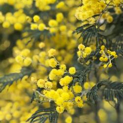 Wattle tree