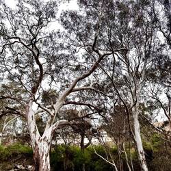 Eucalyptus trees.