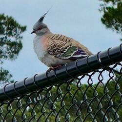 Crested Pigeon - the most punk of pigeons