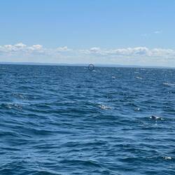 If you look close, in the circle, you can see a net warning flag. Yeah, hard to see from the boat to