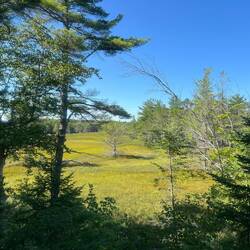 An open meadow on Presque Isle. I believe this is the area that use to be underwater.