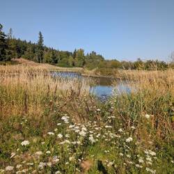Pond with wildflowers