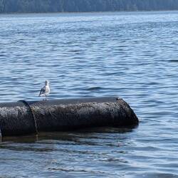 Seagull on the beach