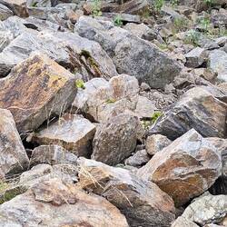 Kein Gold. Vermutlich nur Kupfer.