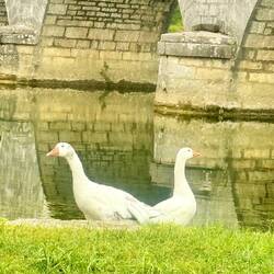 On a même eu la visite d'un joli couple ❤️