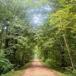 Une jolie balade en forêt 🌳