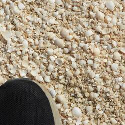 Shells (and Brad's foot)