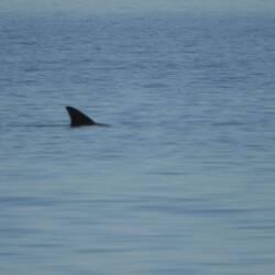 The only dolphin we saw