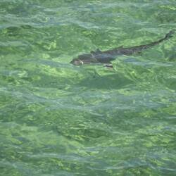 The shark we spotted