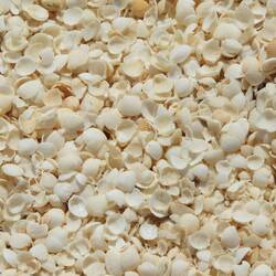 Close up of shells on Shell Beach
