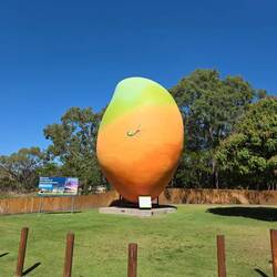 Bowen's giant mango