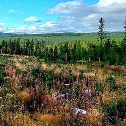 Wälder und Fjell soweit das Auge reicht