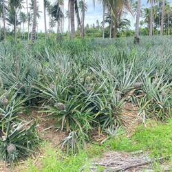 Pineapples!