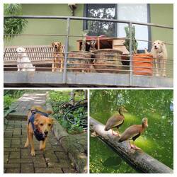 noch mehr tierische Mitbewohner