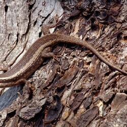 Streifenskink (Trachylepis striata)