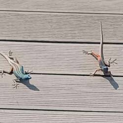 Kommentkampf bei Broadleys Plattechsen