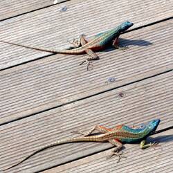 Zwei Männchen im Kommentkampf