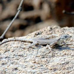 Broadleys Plattechse, Weibchen