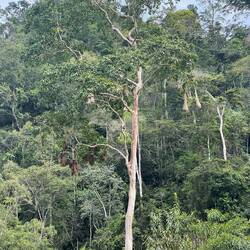 Spot the dangling nests of a bright yellow noisy bird