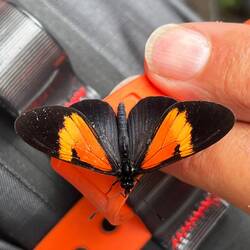 These dozey butterflies are everywhere