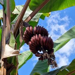 "rote" Bananen, die den gelben ähnlich schmecken