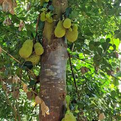 Jackfruit, Geschmack zwischen Ananas und Banane - herrlich!