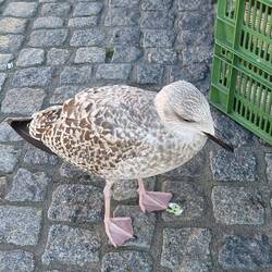 Sie träumt - war ganz zahm