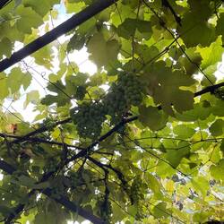 I pod autentyczną owocującą winoroślą