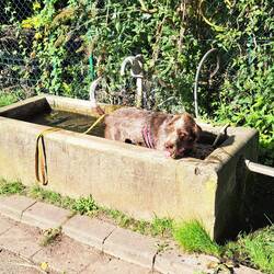 ....nimmt die Kiba ein erfrischendes Bad in der Pfalz.