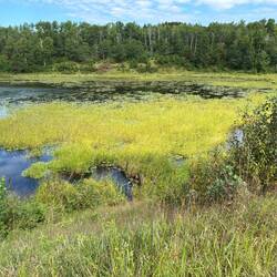 Water Lilies on the lake